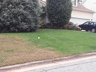 rowland fescue 314x286